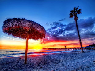 fan palm tree near shore at golden hour